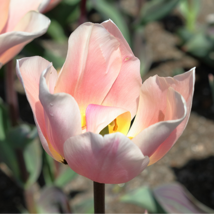 20x Tulpenbollen Apricot Delight – Roze Apricot Tulp