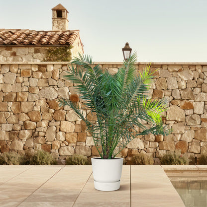 Phoenix Canariensis | ↕300cm - Ø50cm