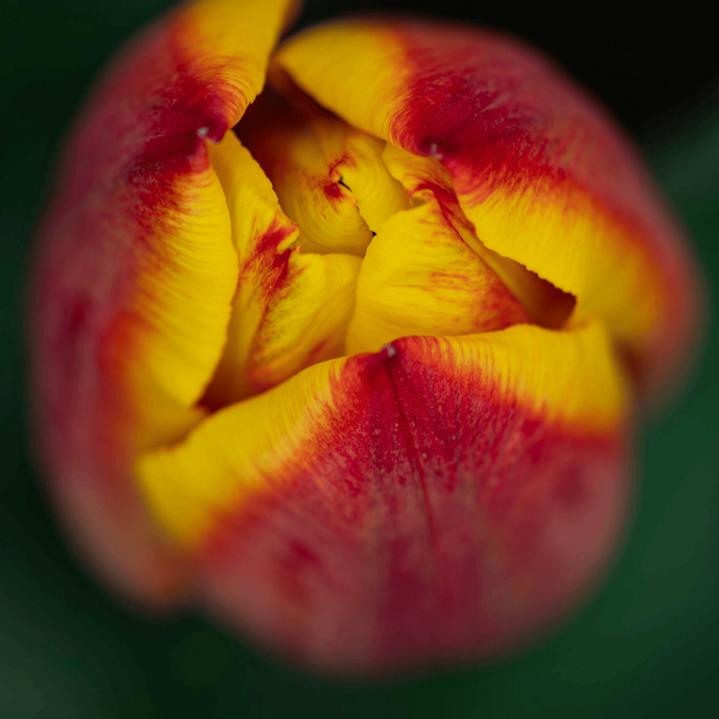 20x Tulpenbollen Jan Seignette – Rood-Geel Gestreepte Tulp