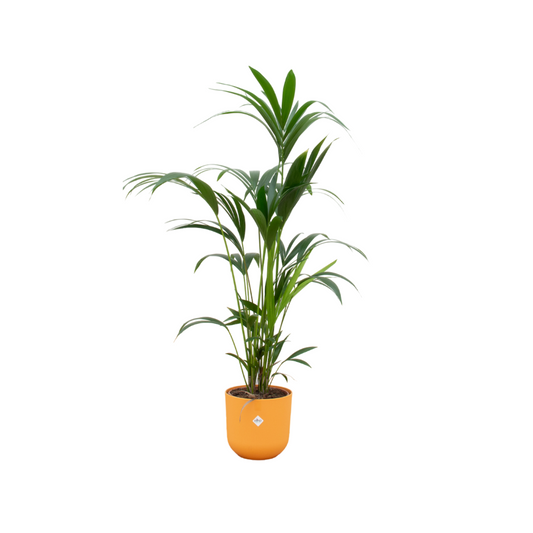 Kentia palm + Elho Jazz Round geel | Ø26 - ↕160 cm