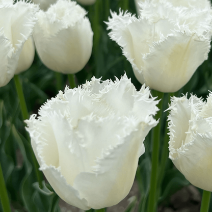20x Tulpenbollen Honeymoon – Witte Kartelrand Tulp