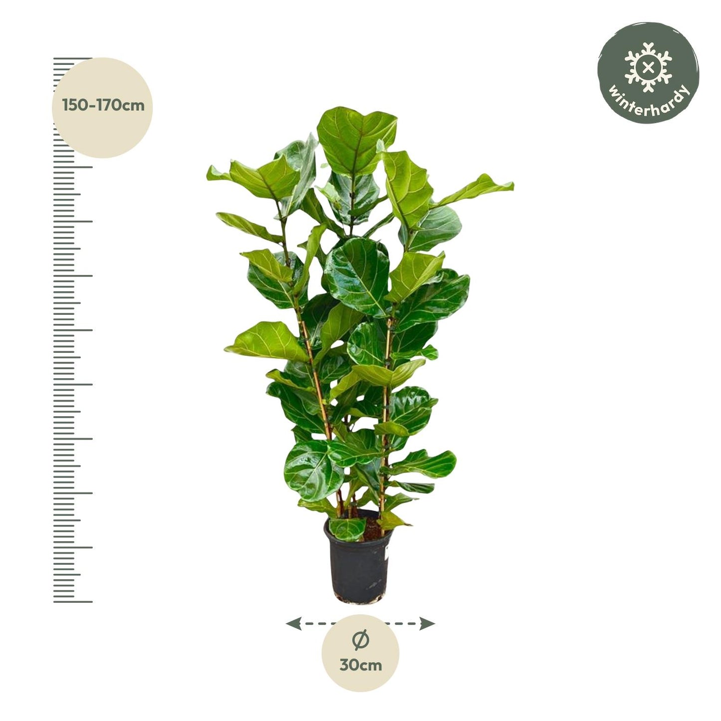 Ficus Lyrata struik | ↕155 cm - Ø27cm