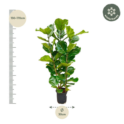 Ficus Lyrata struik | ↕155 cm - Ø27cm