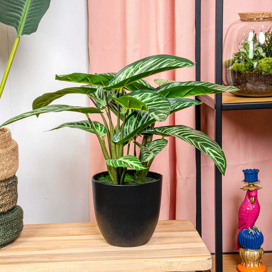 Calathea Zebrina in zwarte pot | ↕42 cm - Kunstplant