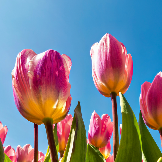 20x Tulpenbollen Light and Dreamy – Prachtige Pastelkleuren