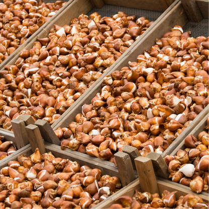 20x Tulpenbollen Ile de France – Dieprode Tulp