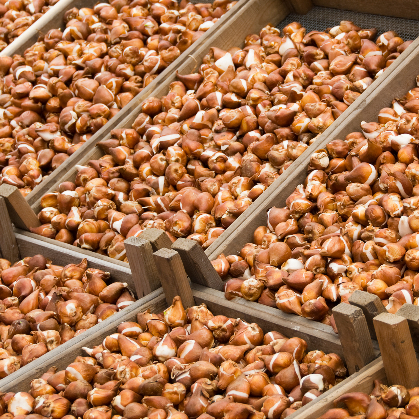 20x Tulpenbollen Masterpeace – Rode Tulp met Kartelrand