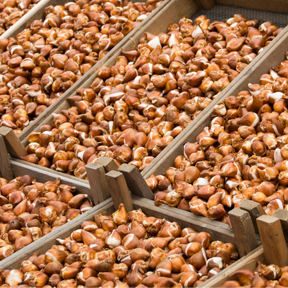 20x Tulpenbollen Masterpeace – Rode Tulp met Kartelrand