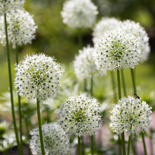 Allium White Giant 5 stuks