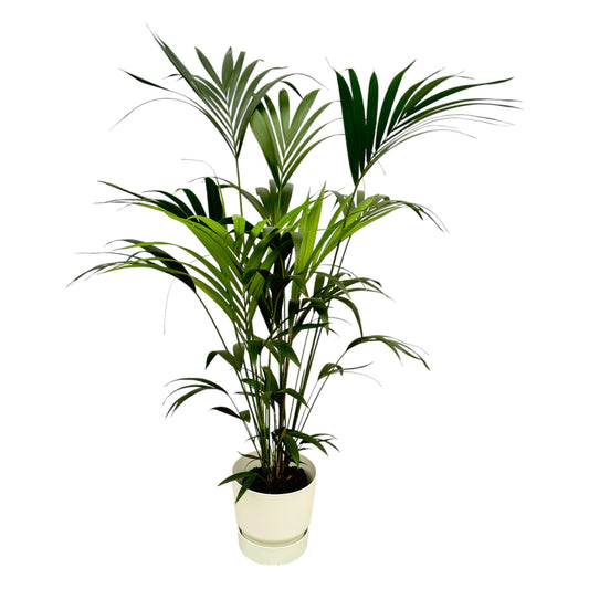 Kentia palm + Elho Greenville Round wit | ↕160cm - Ø30