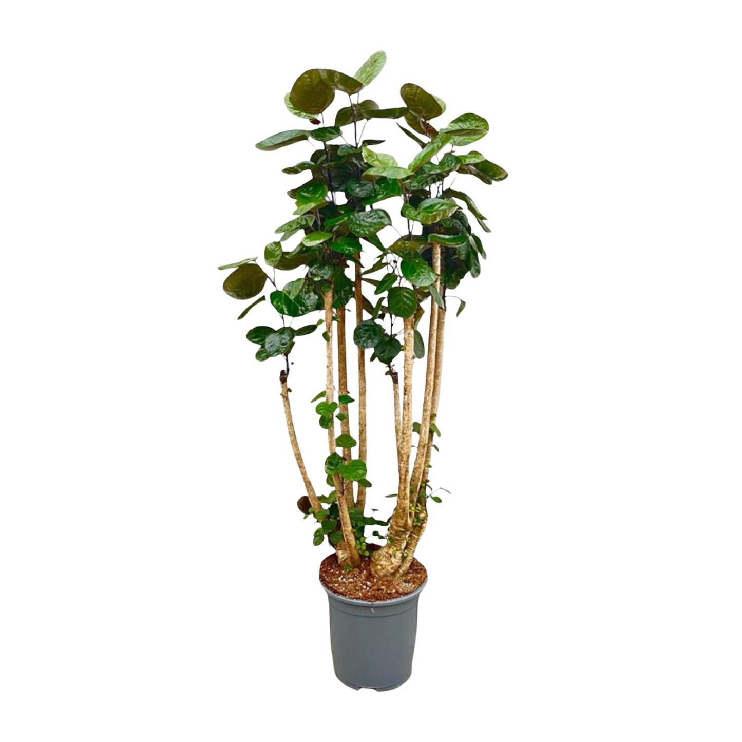 Polysicas Fabian XXL | ↕160 cm - Ø30cm