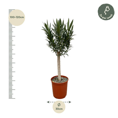Nerium Oleander op stam met roze bloem | ↕110cm - Ø22cm