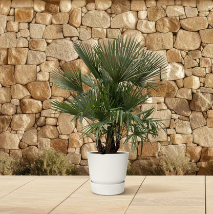 Trachycarpus multi stam | ↕230cm - Ø50cm