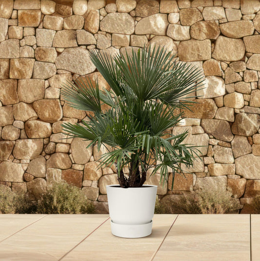 Trachycarpus multi stam | ↕230cm - Ø50cm