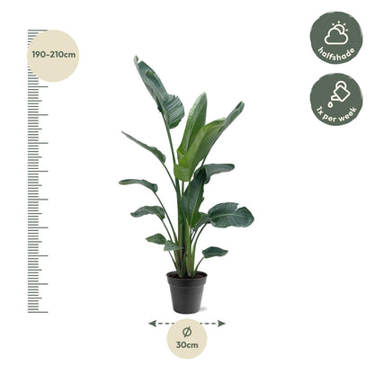 Strelitzia Nicolai XXL | ↕190 - 225 cm - Ø27-30cm