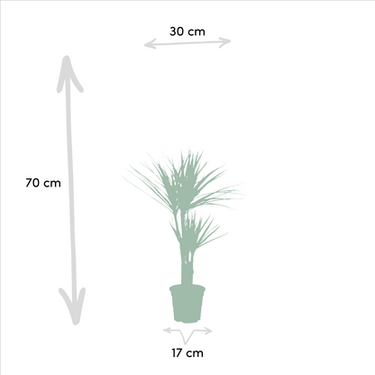 Dracaena 70cm hoog - 17cm doorsnede + Yucca 90cm hoog - 17cm doorsnede