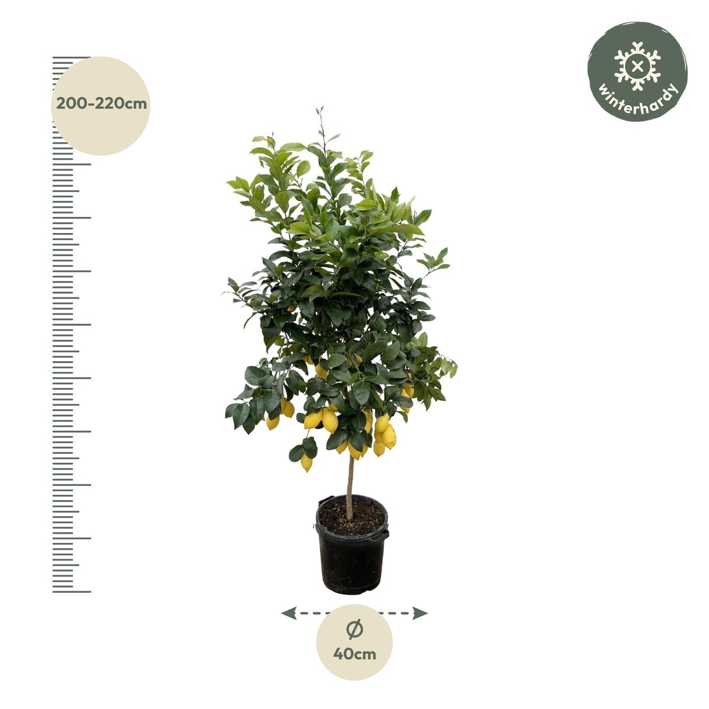 Citrus Lemon | ↕200cm - Ø40cm