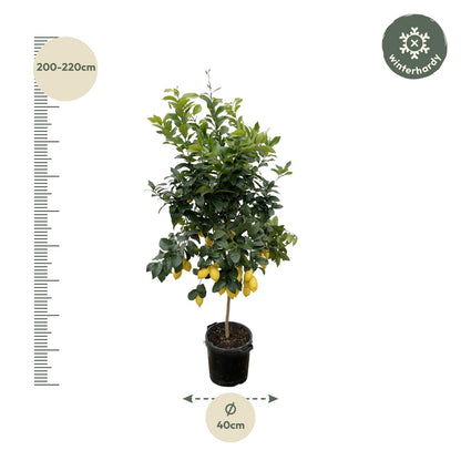 Citrus Lemon | ↕200cm - Ø40cm