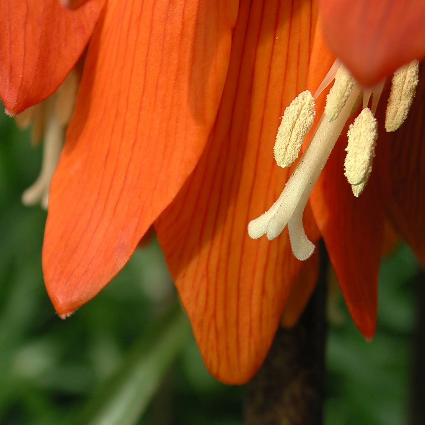 Fritillaria Keizerskroon Rubra rood/oranje 5 stuks