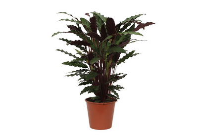 Calathea Wavestar | ↕80 cm - Ø19cm