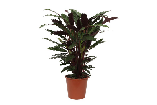 Calathea Wavestar | ↕80 cm - Ø19cm