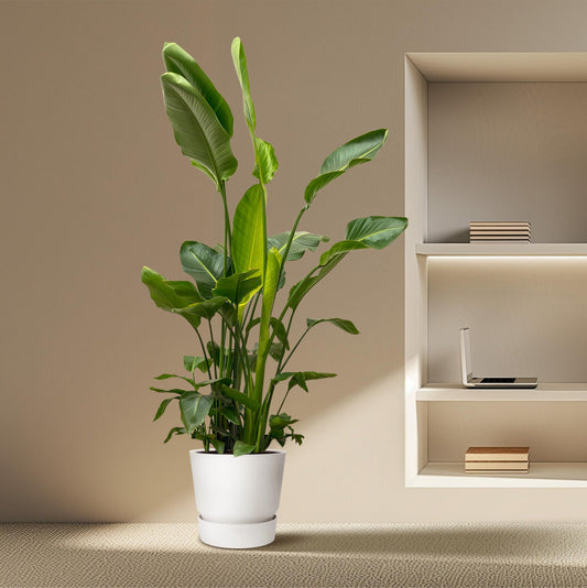 Strelitzia Nicolai deluxe XXL | ↕250cm - Ø40cm