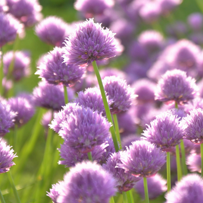Allium carolinianum 15 stuks