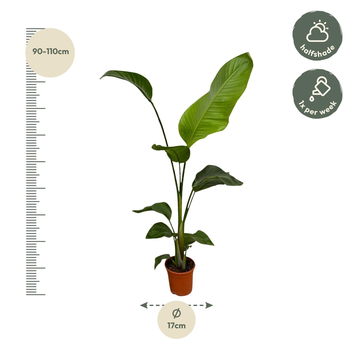 2x Strelitzia Nicolai | ↕100 cm - Ø17cm