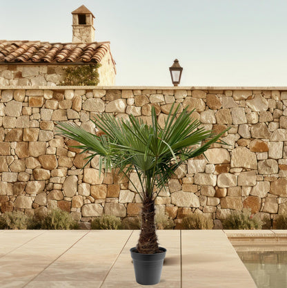 Trachycarpus Fortuneii | ↕220 - 240cm - Ø45cm