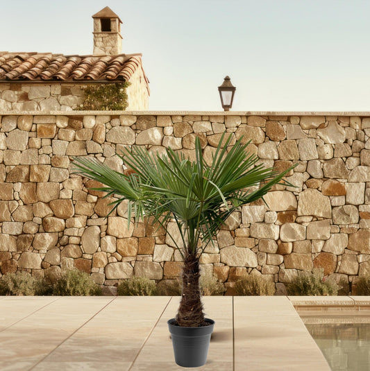 Trachycarpus Fortuneii | ↕220 - 240cm - Ø45cm