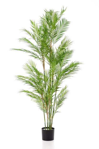 Chamaedorea Elegans - Bergpalm | ↕180 cm - Kunstplant