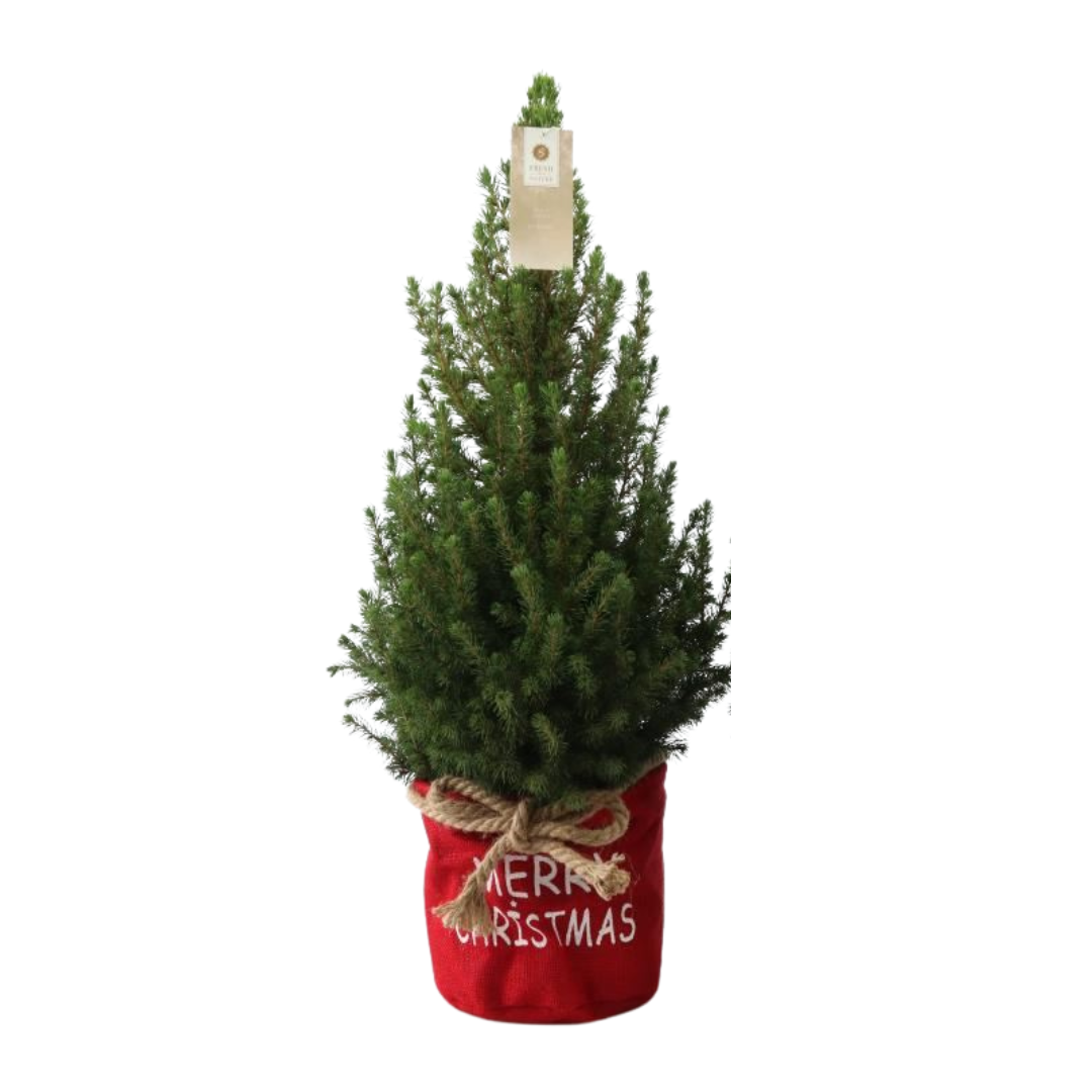 Kleine Kerstboom in Xmas Bag rood - 70 cm - zonder decoratie