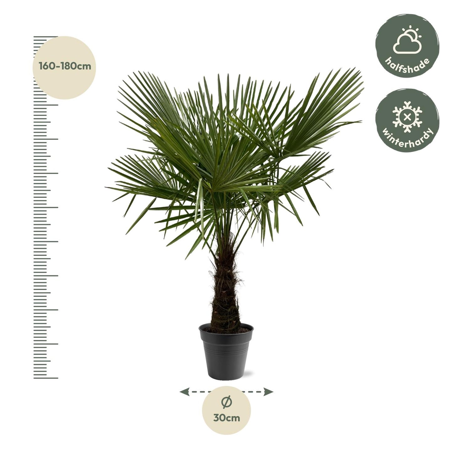 Trachycarpus Fortuneii | ↕160-180cm - Ø30cm