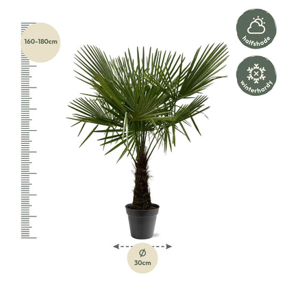 Trachycarpus Fortuneii | ↕160-180cm - Ø30cm