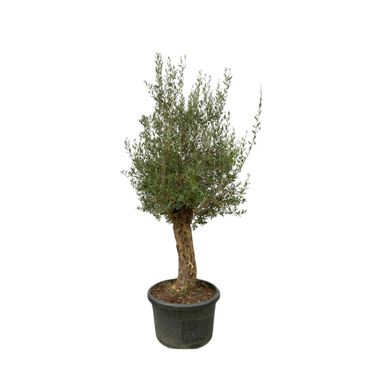 Olea Europaea Bonsai | ↕250cm - Ø65cm