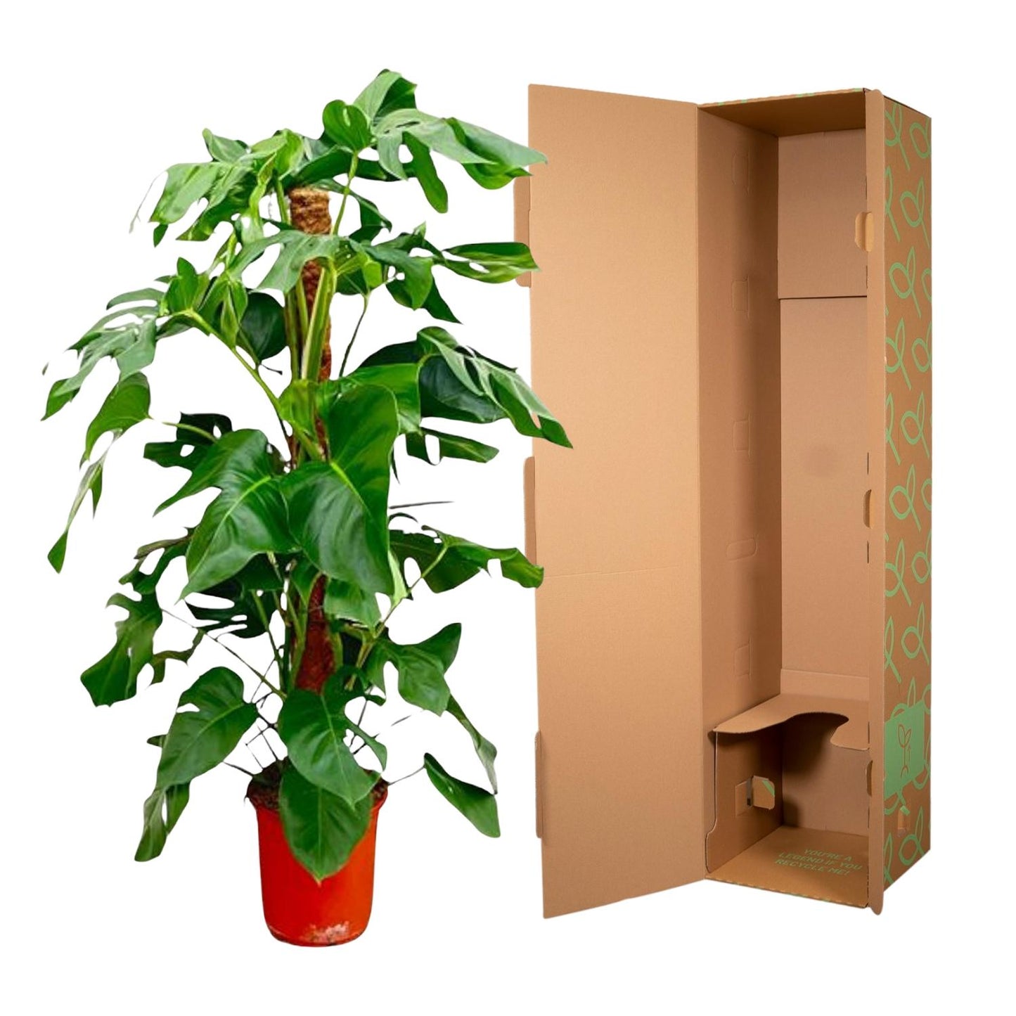 Monstera Pertusum | ↕130 cm - Ø24 cm