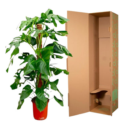 Monstera Pertusum | ↕130 cm - Ø24 cm