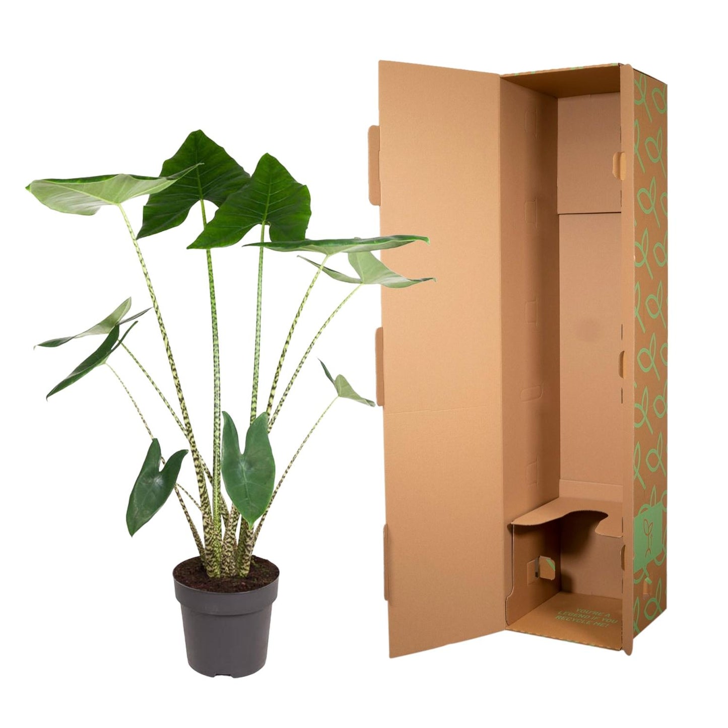 Alocasia Zebrina - 130 cm hoog - 32cm doorsnede