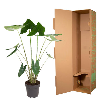 Alocasia Zebrina - 130 cm hoog - 32cm doorsnede