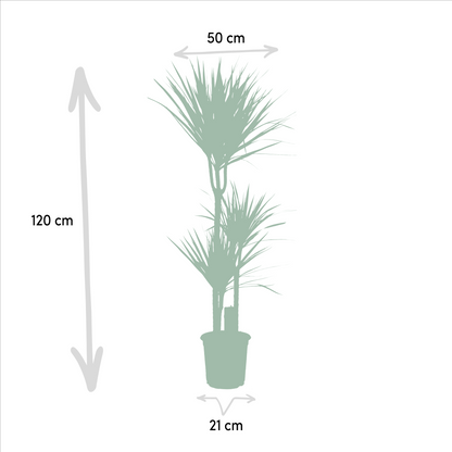 Dracaena - 120cm hoog - 21cm doorsnede + Dracaena - 70cm hoog - 17cm doorsnede