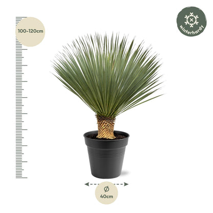 Yucca Rostrata | ↕100 - 120 cm - Ø40