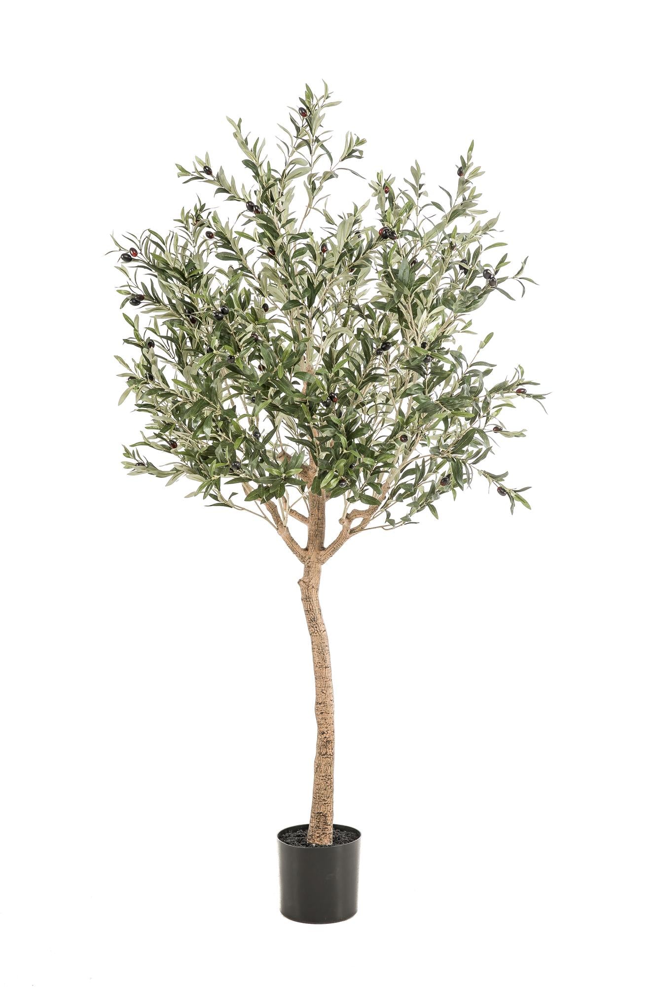 Olea europaea - Olijfboom | ↕180 cm Kunst Olijfboom