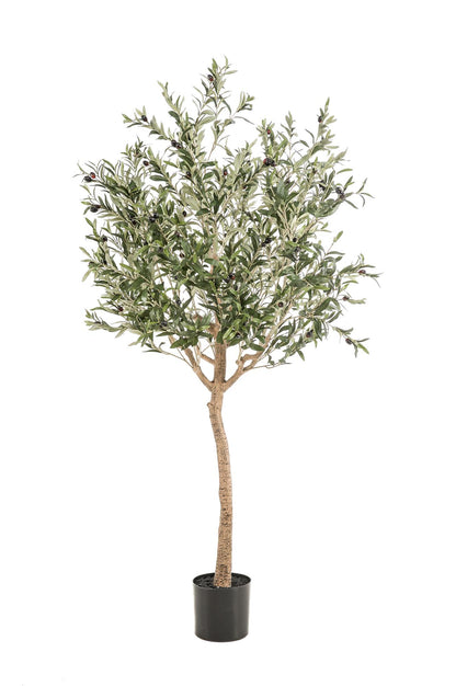 Olea europaea - Olijfboom | ↕180 cm Kunst Olijfboom