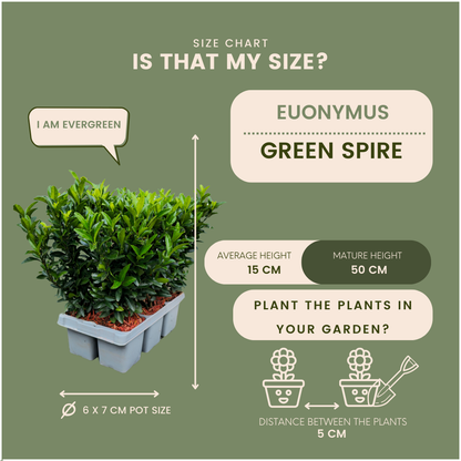 Euonymus Green Spire | Ø7 cm - ↕15 cm