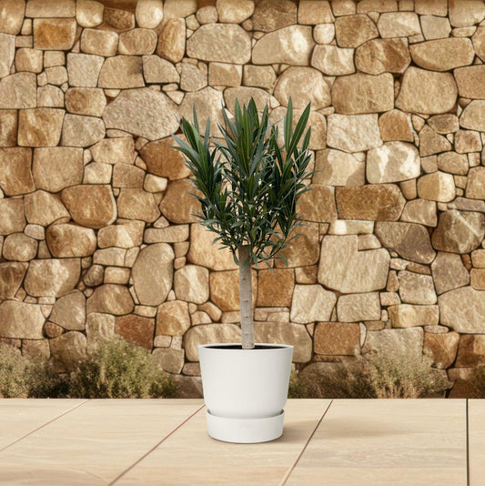 Nerium Oleander op stam met roze bloem | ↕110cm - Ø22cm