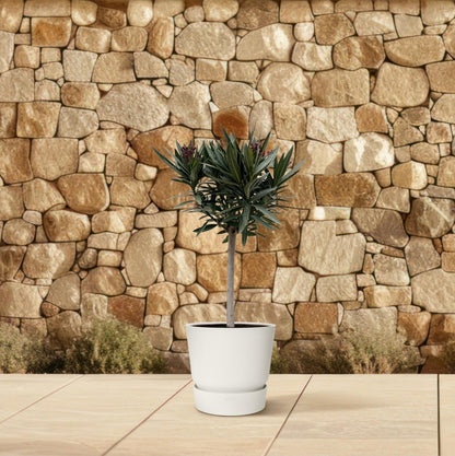 Nerium Oleander op stam met roze bloem | ↕90cm - Ø22cm