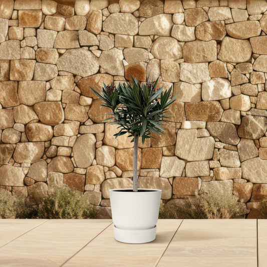 Nerium Oleander op stam met roze bloem | ↕90cm - Ø22cm
