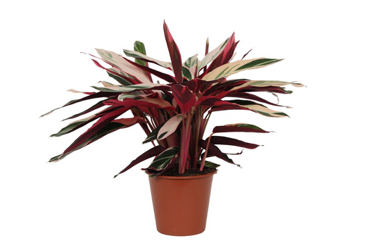 Calathea Triostar (Stromanthe) | ↕80 cm - Ø19cm