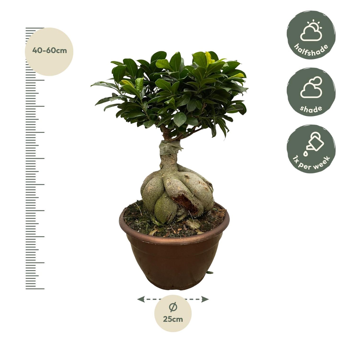 Ficus Microcarpa Ginseng | ↕50 cm - Ø25cm