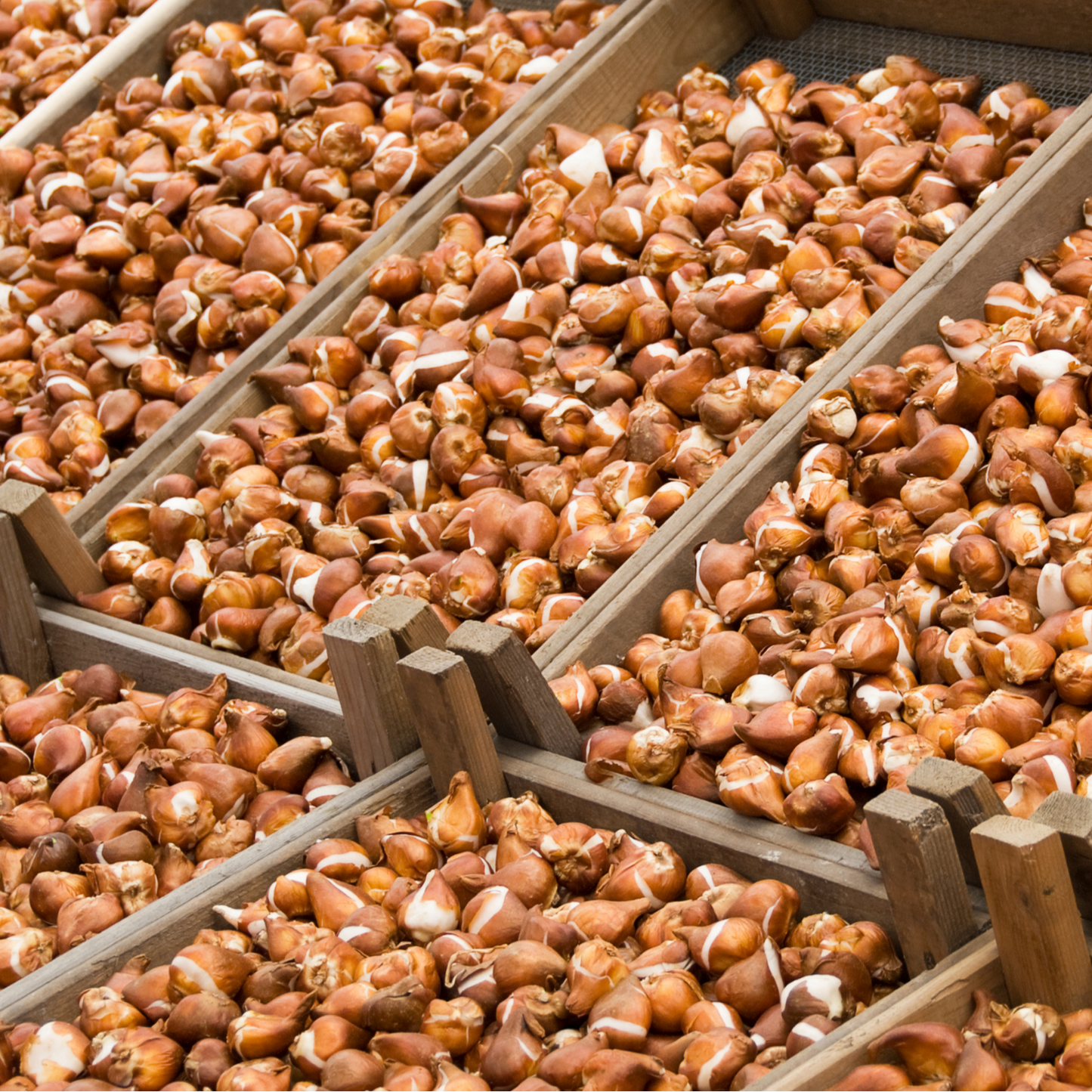 20x Tulpenbollen Gudoshnik Double – Geel, Oranje & Rode Dubbelbloemige Tulp